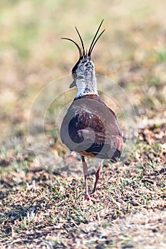 Lapwing, Northern LapwingÂ in the grassÂ Vanellus vanellusÂ Peewit